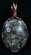 Copper Wire Wrapped Turritella Pendant #5955-1